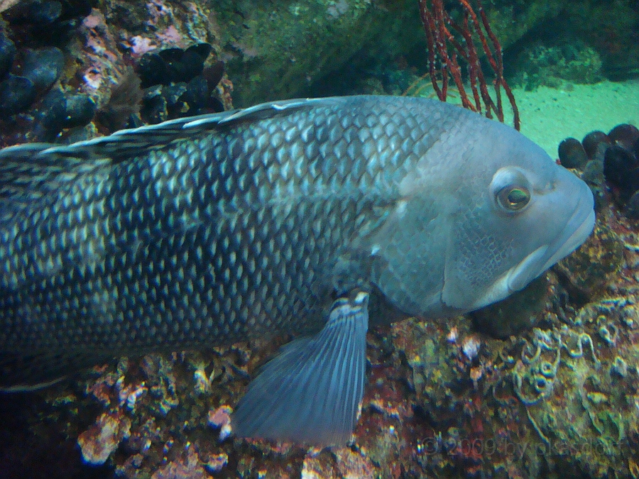 Baltimore [2009 July 02] 239.JPG - Scenes from Baltimore's Inner Harbor.